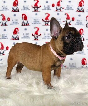 Francúzsky buldoček s PP - sučka BAMBI 🌸 - 11