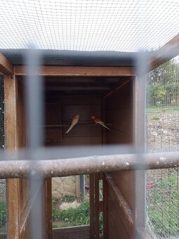 Papagáj spevavy - 11