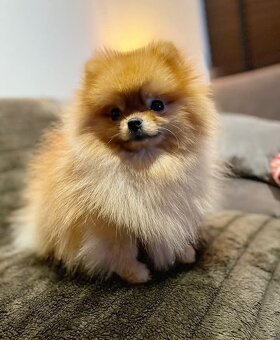 Pomeranian mini - 11