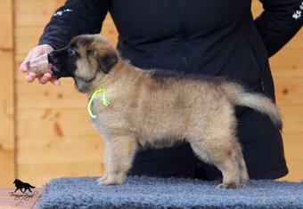 Belgický ovčiak Tervueren - štěňátka s PP - 11