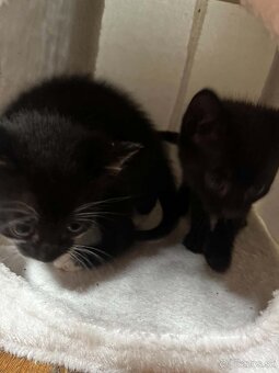 Darujeme - 11