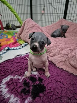 Americký bezsrstý teriér - 11