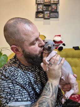 Americký bezsrstý teriér - 11