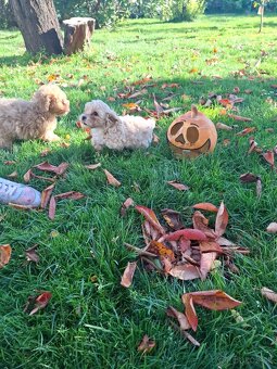 Maltipoo - 11