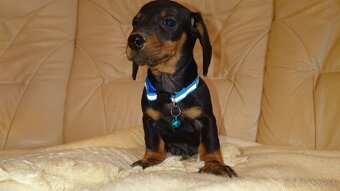 Jazvečik čistokrvny trpasliči krátkosrsty - 11