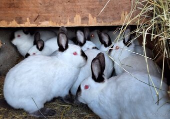 Kalifornský králik - 11