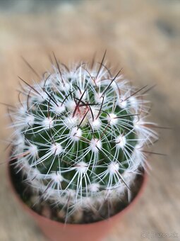 Kaktusy a sukulenty - 11