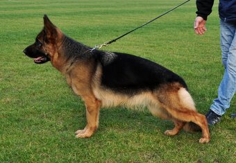 Šteniatka nemeckého ovčiaka s PP - 11