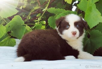 Border Collie, kolia - 11