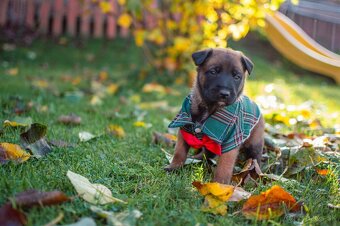 Šteniatka belgický ovčiak malinois s PP - 11