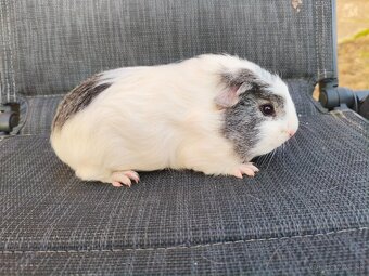 Cuy morčata - 11