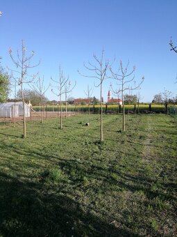 Rýchlorastúci strom-Paulownia clon in vitro 112 - 11