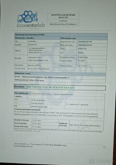 DOBERMAN ŠTENIATKA S FCI P.P - 11