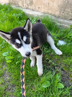 Sibirsky husky - 11