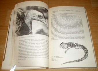 Bažanti a ostatní hrabaví - 11