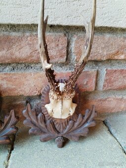 Trofeje srncov na podlozkach - 11