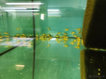 Akvarijne rybycky výhodné,s chovnicky🐟🦐 - 11