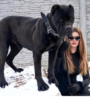 Bandog , Mastiff , Mollos - 11