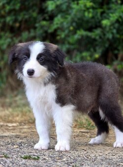 Austrálsky ovčiak × Border collie, borderka, border kólia - 11
