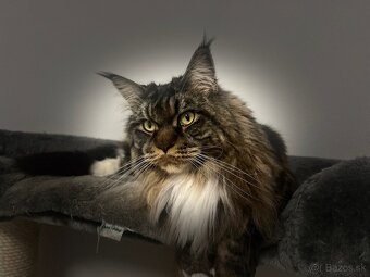 Mainska myvalia mačka main coon - 11