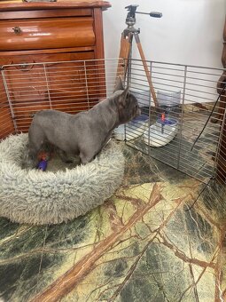 Francuzsky buldoček - 11