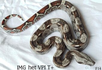 Boa constrictor - 11