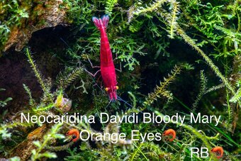 TOP PREMIUM Krevety, Akva machy, PREMIUM RED BOA - TRENCIN - 11