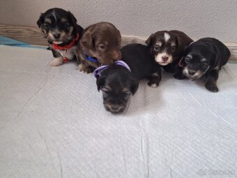 Havanský psík - 11