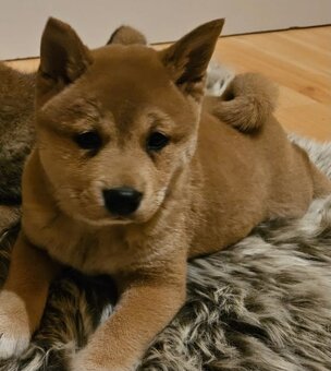 Shiba inu - 11