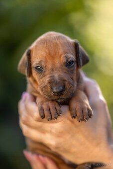 Rhodesian ridgeback steniatka s PP - 11
