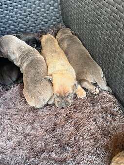 Cane corso šteniatka - 11