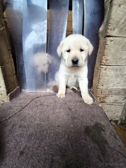 Labradorsky retriver - 11