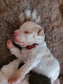 Lagotto Romagnolo - 11