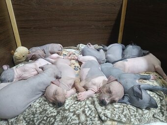 Americký bezsrstý teriér - 11