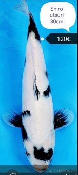 Koi kapre - 11