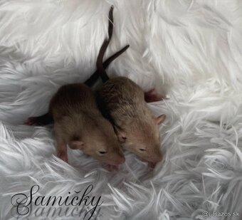 🧸 Potkaníky, potkany s vp🧸 - 11