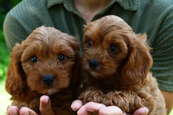 Cavapoo - 11
