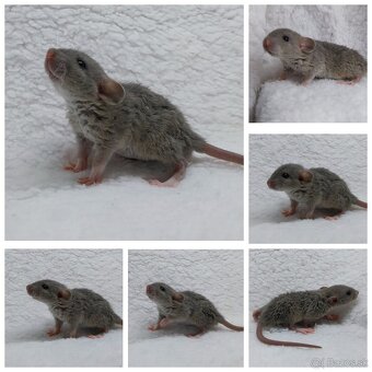 Potkan Potkany Potkaniky - 11