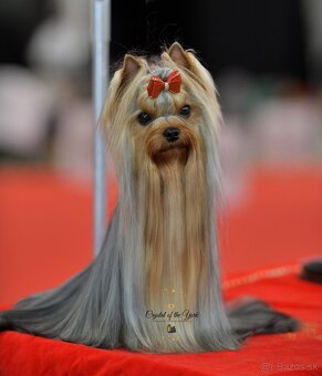 YORKSHIRE TERRIER s PP rodokmenom - yorkshirsky terier - 11
