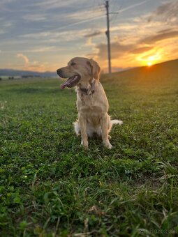 Zlatý retriever - 11