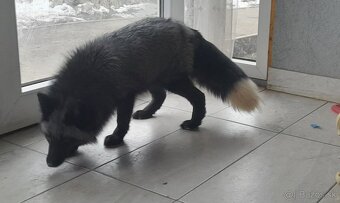 Líška strieborná 10.05.2024. - 11