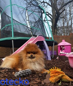 Pomeranian mini - 11