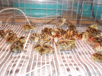 Japonské prepelice - 11