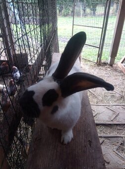 Nemecký obrovitý strakáč - 11