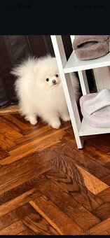 Pomeranian - 11
