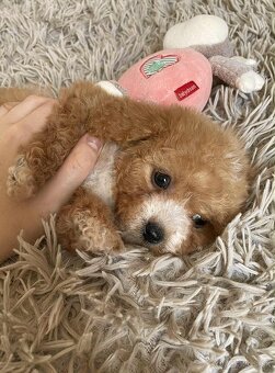Red and white mini Maltipoo girl - 11