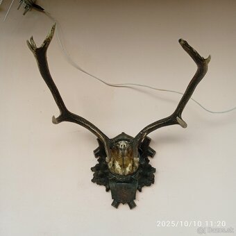 Trofeje a,parozie - 11