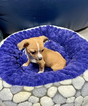 Šteniatko psík čivavy - 11