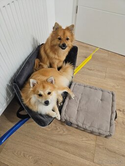 Pomeranian Mini - 11