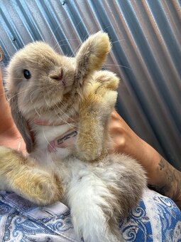 🐰 MINILOP KRÁLIK - 11